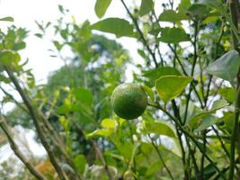 kaffir Lima dentro a jardim Como uma cozinha especiaria. foto