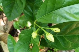 lindo branco jasmim flor brotos ou Jasminum sambac dentro uma natural jardim fundo. a flor com a científico nome Jasminum sambac. foto