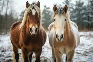 ai gerado branco animal frio natureza cavalos juba beleza mamífero Fazenda Castanho eqüino inverno neve árvores foto