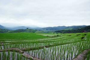 panorama vale terraço arroz arroz Campos em montanha em montanha dentro a interior, chiangmai província do tailândia. viagem dentro vegetação tropical chuvoso estação conceito foto