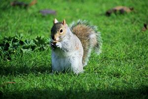 uma Visão do uma cinzento esquilo dentro uma Londres parque foto