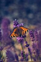 aglais Urticae borboleta sentado em lavanda flor foto