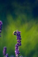 pequeno abelha colecionar pólen a partir de lavanda flor foto
