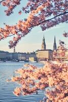 Hamburgo cidade corredor dentro primavera com cereja flores foto