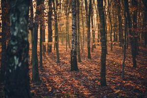 Sol rajadas para dentro bétula floresta dentro a manhã foto