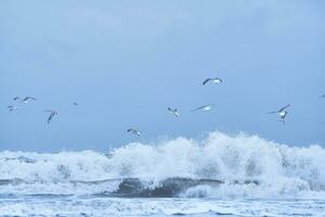 gaivotas vôo sobre enorme onda às a norte mar foto