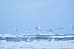 muitos gaivotas vôo sobre grande ondas em norte mar foto