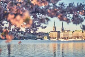 nascer do sol dentro Hamburgo com cereja flores foto