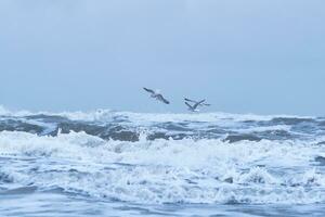 gaivotas vôo sobre grande ondas em norte mar foto