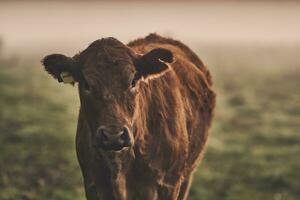 Castanho angus vaca em campo em nebuloso manhã foto