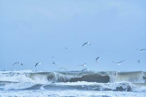 gaivotas vôo sobre grande ondas em norte mar foto