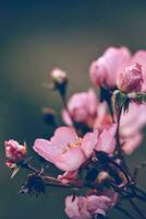 selvagem rosa Flor coberto dentro orvalho gotas foto