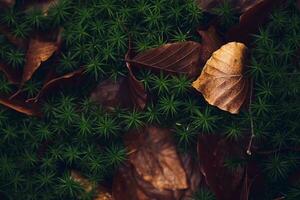 folhas e musgo às floresta terra foto