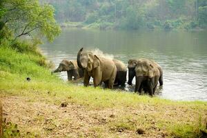 rebanho ou grupo do ásia elefantes tomando banho dentro a rio do a floresta dentro norte tailândia. foto