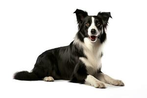 ai gerado realista fronteira collie clipart foto