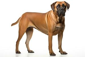 ai gerado realista boerboel cachorro clipart foto