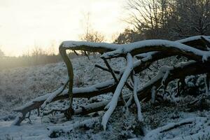 depois de a neve tem caído em uma montanha bicicleta através a fischbeker heide natureza reserva perto Hamburgo foto