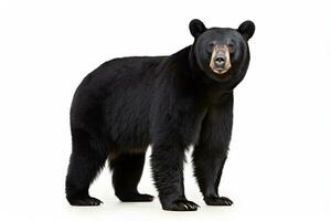 ai gerado realista Preto Urso clipart foto