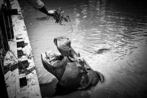 Preto e branco foto do uma hipopótamo dentro a lago