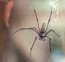 aranhas e seus teias esperar para Comida para venha foto