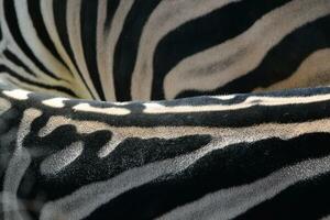 uma fechar acima do uma zebras costas foto