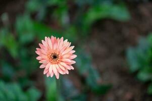 gerbera flor com Sombrio verde fundo foto