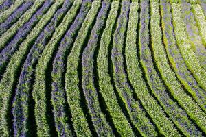 linha do flores dentro a jardim com roxa e branco cores foto