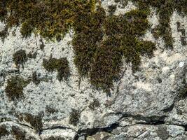 musgo em a pedra. plantar em a pedra. fundo a partir de sólido material. foto