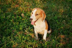 uma fofa beagle cachorro sentado em a Relva campo debaixo luz solar. foto