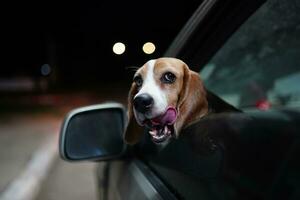 uma fofa beagle cachorro é pop Está cabeça Fora do carro janela, quando viajando às uma noite, foco em olho, tiro com uma raso profundidade do campo. foto