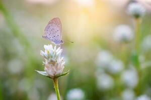 uma pequeno cinzento borboleta empoleirado em uma minúsculo branco selvagem flor, fundo borrado , raso profundidade do campo foco. foto