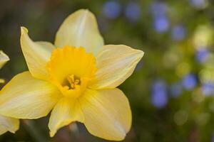 narciso flores e borrado Primavera Prado. Magia colorida artístico imagem ternura do natureza, Primavera floral papel de parede. amarelo flores com suave luz solar, Sonhe natureza, pacífico jardim foto