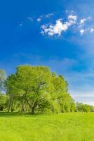 lindo brilhante panorama do Relva campo e verde floresta árvores verão ao ar livre meio Ambiente conceito. caminhada natureza andando, pacífico suave natureza cena. fechar-se Relva Prado, fresco árvores céu luz solar foto