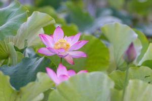 há muitas flores de lótus rosa no lago de lótus foto