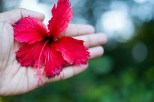 uma do homem mão detém uma vermelho hibisco flor. foto