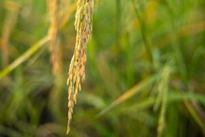 lindo amarelo arroz orelhas foto