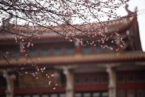 as flores de ameixa rosa em templos budistas estão abertas foto