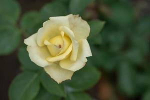 rosas amarelas em um fundo verde foto