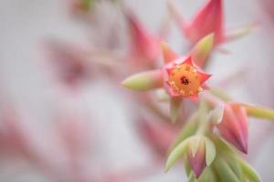 pequenas e adoráveis plantas suculentas de várias variedades foto