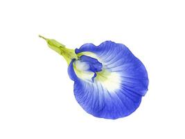 fechar acima azul ervilha, borboleta ervilha flor em branco fundo. foto