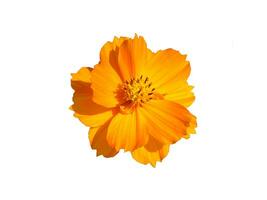 fechar acima laranja cosmos flor em branco fundo foto