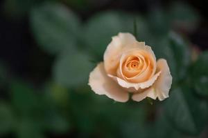 rosas amarelas em um fundo verde foto