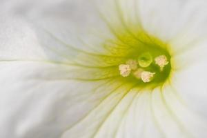 todos os tipos de flores no parque foto