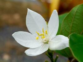 fechar acima Nevado orquídea árvore, orquídea árvore flor. foto