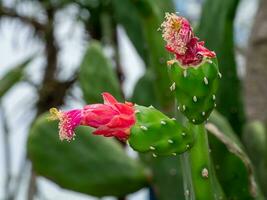 fechar acima florescendo cacto flor em árvore com borrão fundo. foto