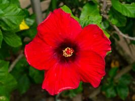 fechar acima vermelho chinês rosa, rosa malva flor. foto