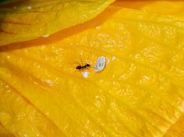 fechar acima Preto formiga estão levantando listrado cochonilha em amarelo flor. foto