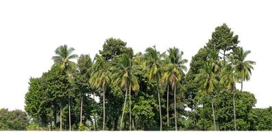 uma grupo do rico verde árvores Alto resolução em branco fundo. foto