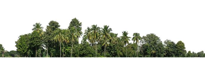 uma grupo do rico verde árvores Alto resolução em branco fundo. foto