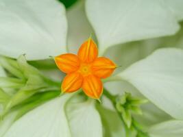 fechar acima dona flor com branco folhas. foto